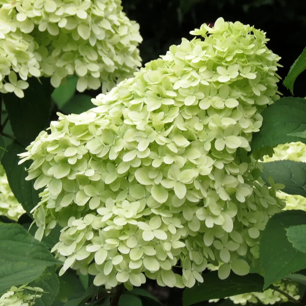 Solitérní listnaté keře