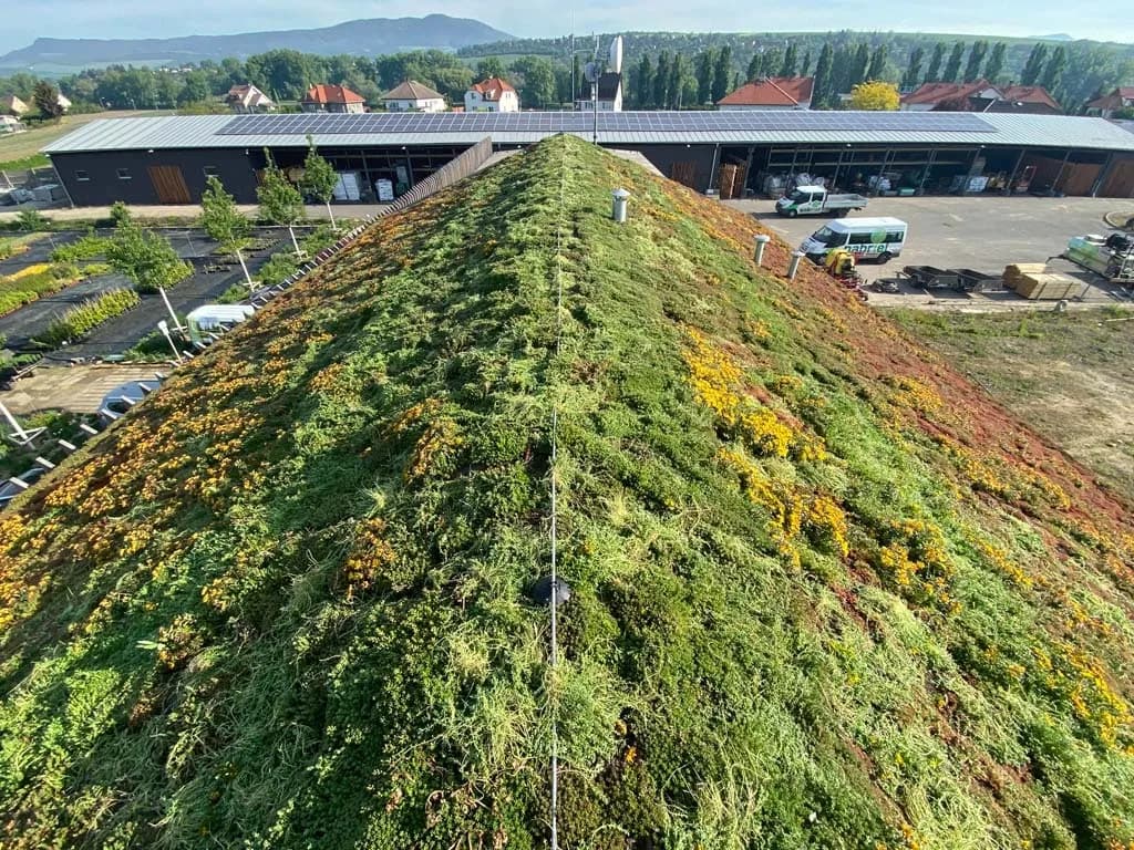 Sukulentní koberce pro zelené střechy 